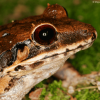 Los Haitises Night Hike In The Rainforest - Image 5