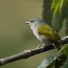 3in1: Los Haitises N. Park + Waterfalls + Montaña Redonda - Image 5