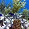 Catalina Island: Day Trip - Best Snorkeling! - Image 3