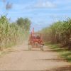 From Punta Cana or La Romana: Sugarcane Fields Buggy or Quad - Image 3