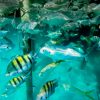 Punta Cana: Marinarium Snorkeling Cruise - Image 3