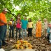 Dominican Republic: 3-Hour Chocolate Lovers Tour - Image 3