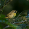 Los Haitises: Sunrise or Sunset wildlife focus - Image 8