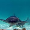 Punta Cana: Reef Explorer Access w/ Sharks & Stingrays Swim - Image 3