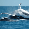 From Punta Canta: Whale Watching Cruise with Cayo Levantado - Image 7