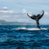 Samana: Whale Watching and Cayo Levantado Full Day Tour - Image 3