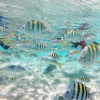 Cayo Arena: Paradise Island and Mangroves Tour - Image 2