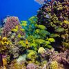 Catalina Island Scuba Diving Tour from Punta Cana - Image 12