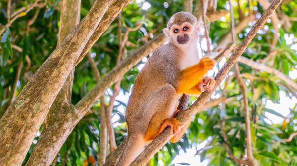 From Bayahibe: Half Day Monkeyland Safari