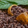 Punta Cana: Higuey, Coffee and Cocoa Tasting Tour with Lunch - Image 14