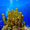 Catalina Island Scuba Diving Tour from Punta Cana - Image 13