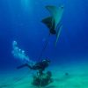 Catalina Island Scuba Diving Tour from Punta Cana - Image 14