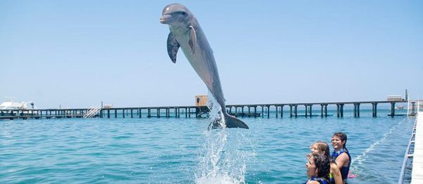 Dolphin Swim in Punta Cana – Best 60-min Dolphin Discovery