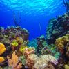 Catalina Island Scuba Diving Tour from Punta Cana - Image 15