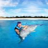 Punta Cana: Dolphin Discovery Swims and Encounters - Image 17