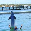 Punta Cana Dolphin Swim Adventure: 40-min Dolphin Experience - Image 18