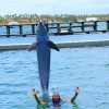 Dolphin Swim in Punta Cana – Best 60-min Dolphin Discovery - Image 19