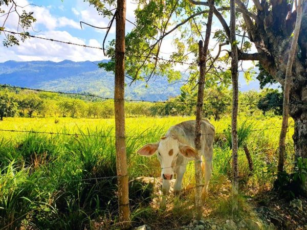 Puerto Plata Trekking - Experience of Nature and Folklore