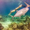 Punta Cana: Full-Day Snorkeling Tour to Catalina Island - Image 18