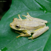 Los Haitises Night Hike In The Rainforest - Image 6