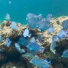 Punta Cana: Full-day Snorkelling Tour in Catalina Island - Image 3