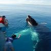 From Punta Cana: Samana Cayo Levantado / Whales - Image 4