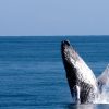 From Punta Canta: Whale Watching Cruise with Cayo Levantado - Image 2