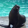 Dolphin Encounter for Dominican Residents - Image 3