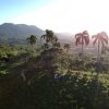 Punta Cana: Anamaya Mountains Walking Tour with Tasting - Image 4