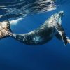 From Punta Cana: Sanctuary Whale Watching Day Trip - Image 4