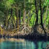 From Punta Cana: Los Haitises & Caño Hondo Private Boat Tour - Image 3