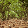 Cocoa Trail & Making of Chocolate Tour from Santo Domingo - Image 4