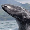 Samana: Whale Watching and Cayo Levantado Full Day Tour - Image 4