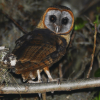 Los Haitises Night Hike In The Rainforest - Image 11