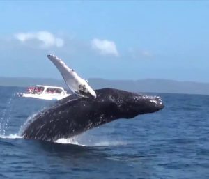 samana whale watching