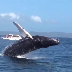 samana whale watching