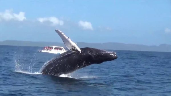 samana whale watching