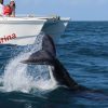 Samana: Bay of Samana Whale Watching Experience - Image 5