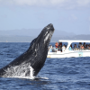 From Punta Cana: Samana Cayo Levantado / Whales - Image 5