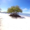 Cayo Arena: Paradise Island and Mangroves Tour - Image 5