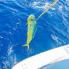 From Punta Cana: Deep Sea Fishing Tour by Boat with Drinks - Image 5