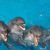 Punta Cana: Swim with Dolphins in the Pool - Image 5