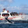 Samana: Whale Watching and Cayo Levantado Full Day Tour - Image 3