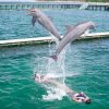 Punta Cana: Dolphin Explorer Swims and Interactions - Image 5