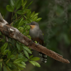 Los Haitises: Sunrise or Sunset wildlife focus - Image 10