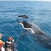 Samana: Whale Watching and Cayo Levantado Full Day Tour - Image 5