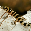 Los Haitises Night Hike In The Rainforest - Image 7