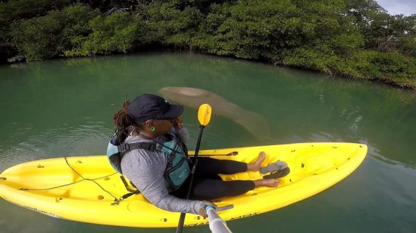 Los Haitises: Sunrise or Sunset wildlife focus