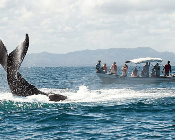 From Punta Cana: Samana Cayo Levantado / Whales