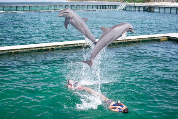 Punta Cana: Dolphin Experience in the Sea